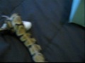 snake eating mouse