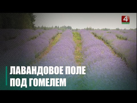 Ураджэнец Малдовы Алег Дабуляк вырошчвае пад Гомелем гектары лаванды видео