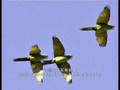 Killing Parrots Softly