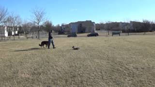 Chicago Dog Training Trooper the German Shepherd with suburban K9!