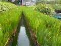 Cultivating the pool of the shrimp and greens 生態複合養殖蝦和菜的養殖池