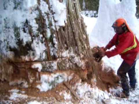 Aaron knocking down a big cedar in ...