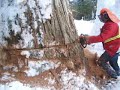 Aaron knocking down a big cedar in Revelstoke