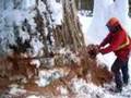 Aaron knocking down a big cedar in Revelstoke
