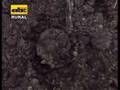 videos de Trascolado
