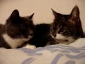 разговорчивые котики