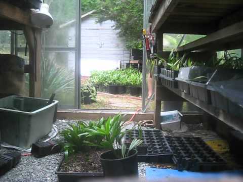 how to transplant snow in summer