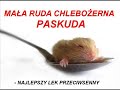 Chomik - Naturalny lek przeciwsenny