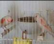 mozaik kanarya video1