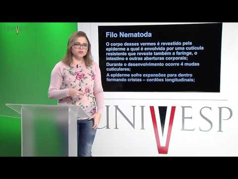 Zoologia de Invertebrados - Aula 11 - Filo Gastrotricha, Filo Nematomropha, Filo Kinorhyncha, Filo Nematoda