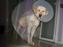 The Golden Retriever - Aibo