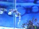 Wobbegong swimming