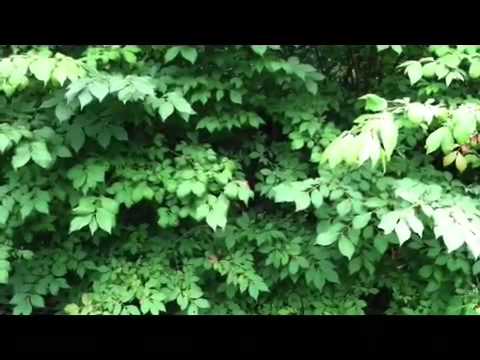how to fertilize burning bush