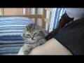 マッサージにとろける子猫♯4 / 〜kitty series〜 melting with massage #4 / 享受按摩的小猫♯4