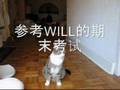cat training