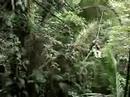 Patrick ziplining in Belize 2