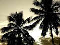 Jaafa Reggae