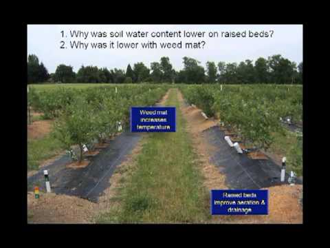 how to fertilize blueberries organically