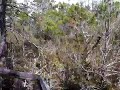 video1.mov Video
