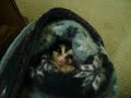 Dakota, my Sugar Glider, Eating a Yogurt Drop