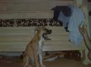I love my dogs!