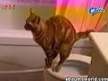 cat cat