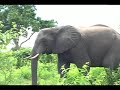 Safari Zambia & Botswana