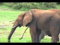 Safari Zambia & Botswana