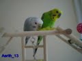 Wakka y Rikku comen lechuga, más bien, Wakka lo intenta... Wakka y Rikku comen lechuga, más bien, Wakka lo intenta...