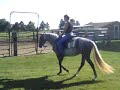 Shermandell Alborak 3-year-old grey Morgan mare For Sale