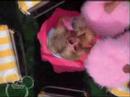HSM2 - Ashley & Lucas - Fabulous - Ryan & Sharpay [HQ]