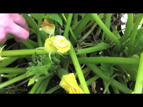 how to harvest a zucchini