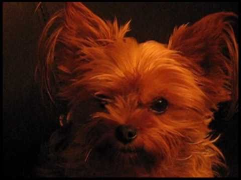 Watch '24 Second of a Tiny Yorkie Burping'