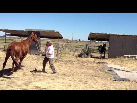 how to properly lunge a horse