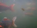 Underwater view of a koi pond