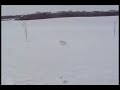 Dog falls on ice