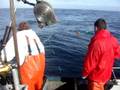 videos de New Salmon Queen Crab/Cod Combo - Opener Nov. 1, 2008