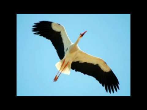 Imagen de previsualización de YouTube