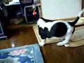 Basset Hound video