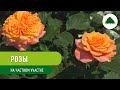Розы на частном участке