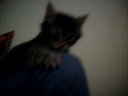 Kitty attack!