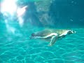 Click here to watch this video Quelques oiseaux du parc de Villars les Dombes (01)