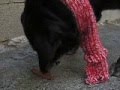 VIDEO ROBUS REGALO