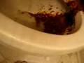 My shitty day