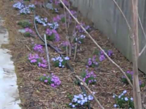 how to transplant creeping phlox