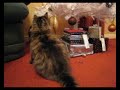 Toby our kitten, loves the christmas baubles and just had to