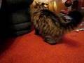 Toby our kitten, loves the christmas baubles and just had to