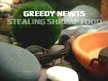GREEDY NEWTS