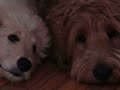 Goldendoodle, Levi and McGee
