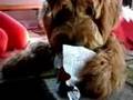Goldendoodle, Levi and McGee